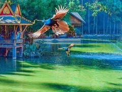 -西双版纳原始森林公园