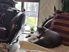 -瑞派宠物医院·24h·骨外科·皮肤科·全科宠物医疗转诊中心(沈阳浑南院)