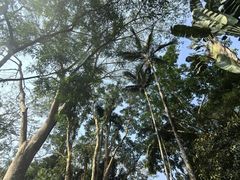 -中国科学院西双版纳热带植物园