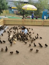 -萌宠亲子动物乐园(槐房万达店)