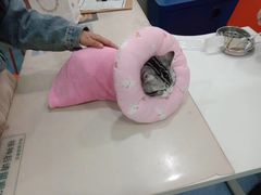 -伟伟宠物医院·CT影像中心·瑞派犬猫综合性门诊(汉口总院)
