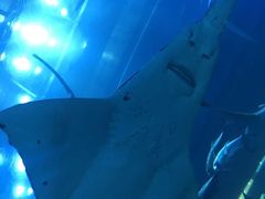 -迪拜水族馆及水下动物园