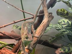 -上海大自然野生昆虫馆(东方明珠·爬宠昆虫探索中心)
