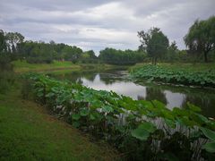 -东郊湿地公园