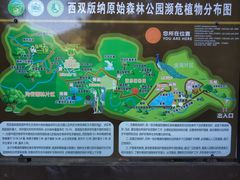 -西双版纳原始森林公园