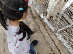 -鹅湖玫瑰文化园