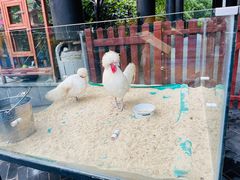 -上海崇明金茂凯悦酒店