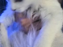 -Sirena海妖日咖夜酒