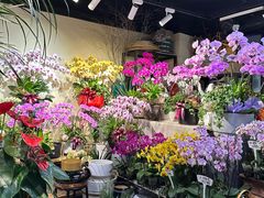 -溪岸路花鸟市场