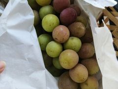 -马陆小张葡萄园农家乐