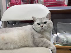 -爱洗澡的猫(望京店)
