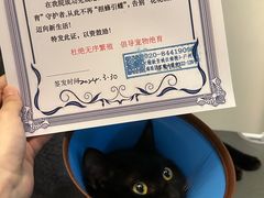 -瑞派动物医院·猫专科·至诚(江南中分院)