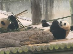 -中国大熊猫保护研究中心雅安碧峰峡基地