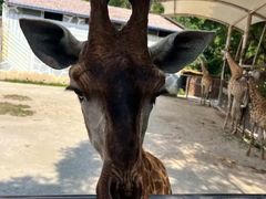 -泉州海丝野生动物世界
