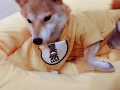 -逗柴咖啡屋·狗咖猫咖宠物桌游