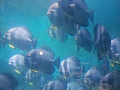 -烟台海昌鲸鲨海洋公园