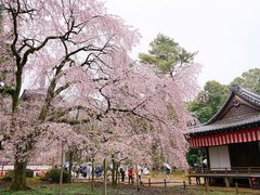 -醍醐寺
