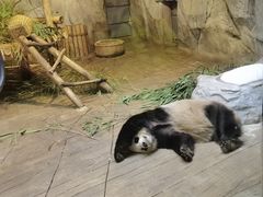 -深圳野生动物园