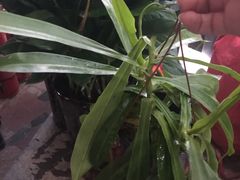 -秦美花卉(天朗·莱茵小城2期店)