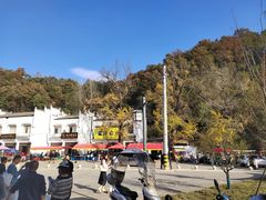 -千年银杏谷文化旅游区