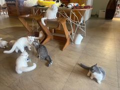 -猫咖时代(中山亭店)