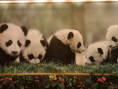 -成都驻京办餐厅(蜀都宾馆店)