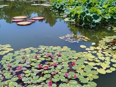 -国家植物园南园