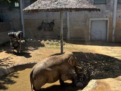 -西霞口神雕山野生动物世界
