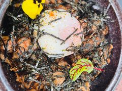 -La Terre乐田(万象城店)