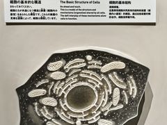 -日本科学未来馆
