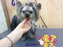 -爱宠屋pet shop·宠物洗澡·宠物美容