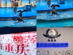 -重庆欢乐海底世界