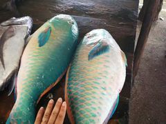 -尼甘布海鲜市场