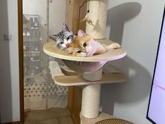 -东方名猫馆·英短金渐层布偶猫舍(环线广场1号楼店)