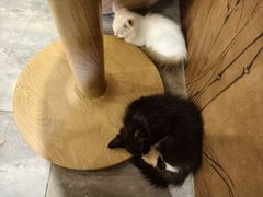 -楼上猫咖(罗湖店)