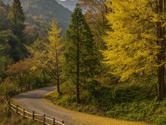 -千年银杏谷文化旅游区