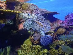 -上海海洋水族馆