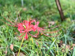 -洋湖国家湿地公园