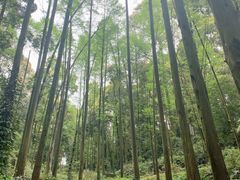 -凤栖山