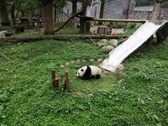 -都江堰中华大熊猫苑