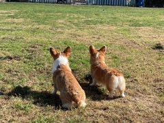 -趣玩宠物乐园寄养训犬训狗游泳池
