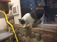 -猫咪博物馆(顶澳仔猫街店)