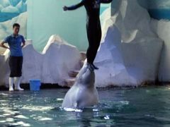 -秦皇岛乐岛海洋王国