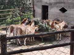 -青藏高原野生动物园