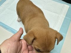 -仁普宠物诊所·中兽医·夜诊·狂犬免疫点(住友昌盛新苑店)