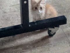 -瑞派福兴宠物医院犬猫全科·骨科·中西医结合(河东店)