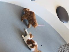 -飞行喵MR PILOT|猫舍·猫咖(静安大融城店)