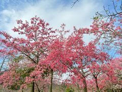 -风云岭森林公园