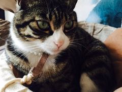 iphone_upload_pic-海边的猫和咖啡馆