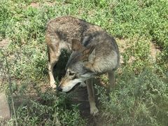 -鄂尔多斯野生动物园